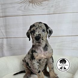 Asteroid - Merle Great Dane puppy in Spiro, Oklahoma from Big Birch Danes
