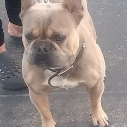 French Bulldogs from Frenchie Fort