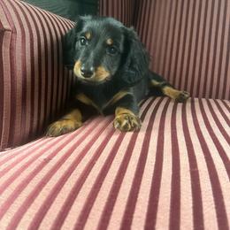 Gunner - Black and tan male Dachshund puppy in Arthur, Illinois from Chupp’s Puppies