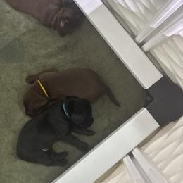 Labrador Retriever Puppies from Dawn's Labrador Retrievers