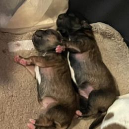 Shih Tzus from Angie's Shih Tzu Pups