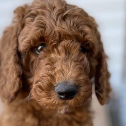 Billy - Poodle puppy from Colorado Fields