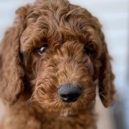 Billy - Poodle puppy from Colorado Fields