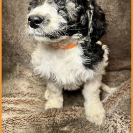 Goldendoodle Puppies from Roch Dog Ranch