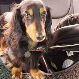 Dachshunds from BriarRidge Dachshunds
