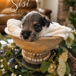 Girl 1 - Salt and pepper female Miniature Schnauzer puppy in Kersey, Colorado from Fosters Schnauzers