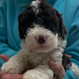 Turkey - Brown male Lagotto Romagnolo puppy in Chicago, Illinois from Midwest Lagotto Romagnolo