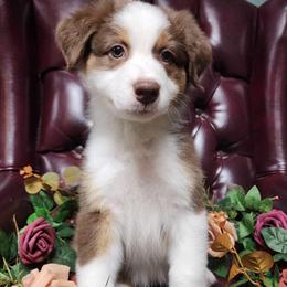 Shiraz - Red tri-color female Australian Shepherd puppy in Lakeland, Florida from Forestwood Australian Shepherds