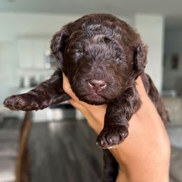 Prancer - Brown and white male Aussiedoodle puppy in Ruskin, Florida from Reigning Doodles