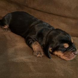 Sophia - Black tan and white female Basset Hound puppy in Letcher, Kentucky from Hackers Appalachian Basset Hounds