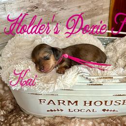 Kai - Dapple female Dachshund puppy in Atwood, Oklahoma from Holder’s Doxie Farm