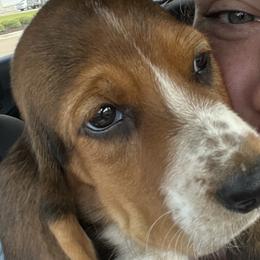 Basset Hounds from Dried Creek Farms Basset Hounds