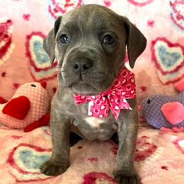 Darla-Hot pink - Brindle female Companion Cross puppy in Calimesa, California from Teakwoodpoodleofsocal