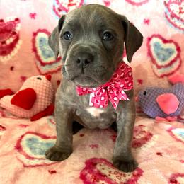Darla-Hot pink - Brindle female Companion Cross puppy in Calimesa, California from Teakwoodpoodleofsocal