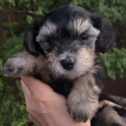 Poppi - Black and tan female Yorkipoo puppy in San Diego, California from TheSocialk9