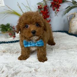 Xeno - Red  male Poodle puppy in Brighton, Missouri from Martin's Heart Poodles