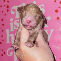 Breezy - Red  female Goldendoodle puppy in Hopkins County, Texas from Boutique Doodles
