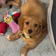 Puppy - Cream male Dachshund puppy in Cedar Falls, Iowa from Kristy's Dachshunds