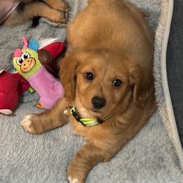 Puppy - Cream male Dachshund puppy in Cedar Falls, Iowa from Kristy's Dachshunds