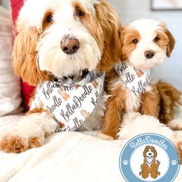 Goldendoodle Puppies from BellaDoodles