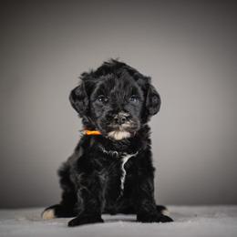 Betsy -Orange Collar - Tri-color female Bernedoodle puppy in Caldwell, Idaho from Boise Doodle Co.