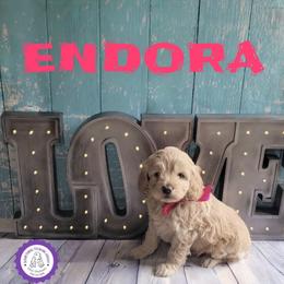 Endora - Golden female Cockapoo puppy in Reidsville, North Carolina from Something to Bark About Dog Training