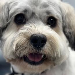 Ollie - Havanese