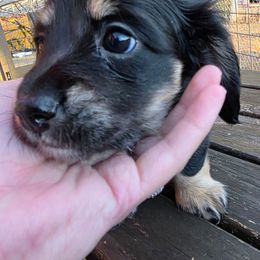 Orange collar - Black and cream female Dachshund puppy in Otto, North Carolina from Windy Ridge Dachshunds