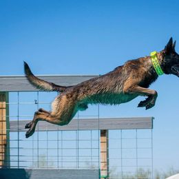Knox - Belgian Malinois