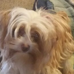 Rhanie Dawn - Yorkshire Terrier