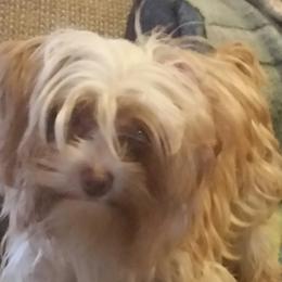 Rhanie Dawn - Yorkshire Terrier