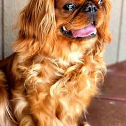 Cavalier King Charles Spaniel All Grown Up from Anita Barr's Cavalier King Charles Spaniels