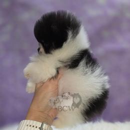 Black tri Minnie - Black and tan parti female Pomeranian puppy in Carlinville, Illinois from BCW POMERANIANS