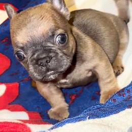 Boy 1 - Blue male French Bulldog puppy in Pennsylvania from R & C French Bulldogs