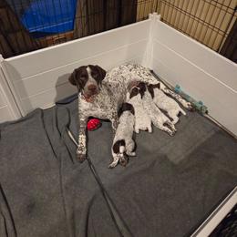 Toupee - Liver and white male German Shorthaired Pointer puppy in Johnson City, Tennessee from ShatzFired Shorthairs
