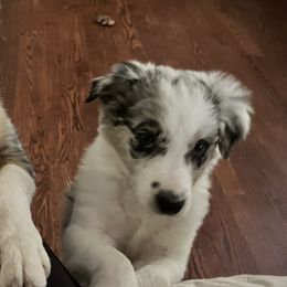 Border Collies, Bordoodles, and Toy Australian Shepherds from Hoffman Forest Acres LLC