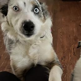 Border Collies, Bordoodles, and Toy Australian Shepherds from Hoffman Forest Acres LLC