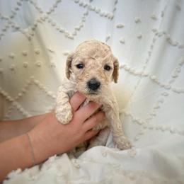 Dahlia - Cream female Labradoodle puppy in Kingman, Arizona from The Dood Ranch