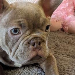 Cadbury - Liver French Bulldog puppy in Spokane, Washington from Wow-za French Bulldogs