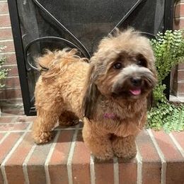 Havanese All Grown Up from Spring Meadow Havanese