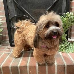 Havanese All Grown Up from Spring Meadow Havanese