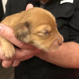 Dachshund Puppies from Mill Creek Dachshunds