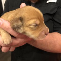 Dachshund Puppies from Mill Creek Dachshunds