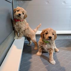 Double Doodle and Goldendoodle Puppies from Big Red Paw Doodles