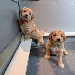 Double Doodle and Goldendoodle Puppies from Big Red Paw Doodles