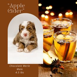 Apple Cider (Blue Collar) - Chocolate merle male Bernedoodle puppy in Hudson, Indiana from TurkeyCreek-K9