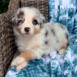 Apollo - Blue merle male Australian Shepherd puppy in Oxford, Florida from SoCo Aussies