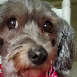 Izzy - Schnoodle