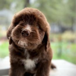 River - Mahogany and white male Saint Berdoodle puppy in Lookout, California from Remington Kennels, LLC