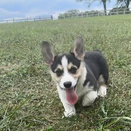 Johnny - Black and tan male Pembroke Welsh Corgi puppy in Hillsboro, Missouri from Crawford Ranch Canines